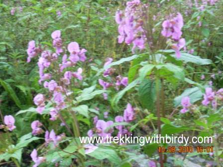 Valley of Flower